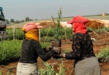 Bill Gates’ Dismissal of Tree Planting Misses the Bigger Picture of Sustainable Development Community-led tree planting at local Moroccan tree nursery in Meknes, September 2024; HAF Photo by Elia Neuscheller.