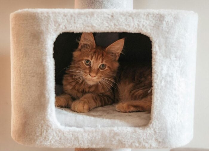 A fluffy orange cat with bright eyes lounges inside a soft white cat tree cubby, looking curiously forward, conveying a calm and cozy vibe.