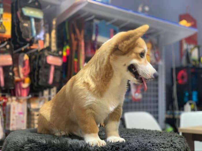 A happy corgi with its tongue out sits on a table in a pet store aisle, surrounded by colorful pet accessories. The scene conveys a playful, lively atmosphere.