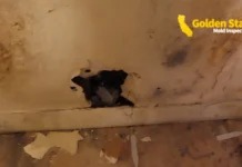 What Causes Mold to Return After Remediation